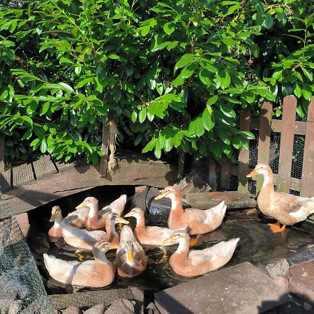 Ferienwohnung Mohnkopf - Unterkunft Fuer 2 Bis 3 Personen Mit Terrasse Jerrishoe Exterior foto